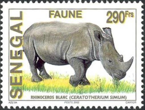 White Rhinoceros (Ceratotherium simum)