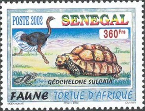 Ostrich (Struthio camelus), African Spurred Tortoise