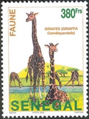 Giraffe (Giraffa camelopardalis)