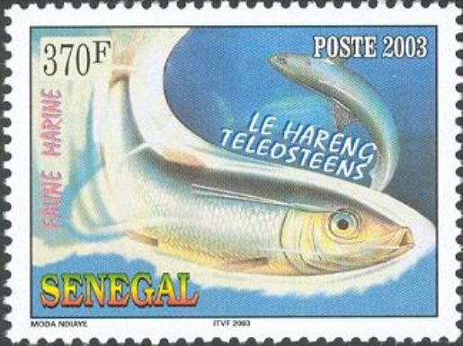 Herring (Clupea sp.)