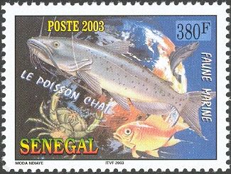 African Sea Catfish (Arius africanus)