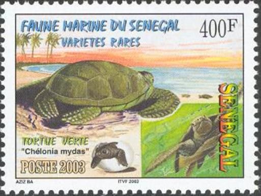 Green Sea Turtle (Chelonia mydas)