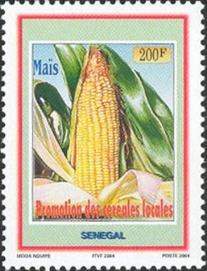 Maize