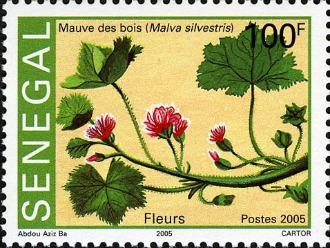 Malva silvestris