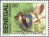 Common Nightingale (Luscinia megarhynchos)