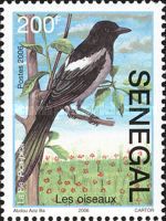 Eurasian Magpie (Pica pica)