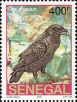 Carrion Crow (Corvus corone)