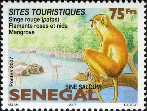 Mangroves, Common Patas Monkey (Erythrocebus patas)