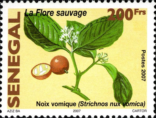 Strychnine Tree