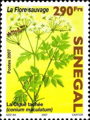 Hemlock