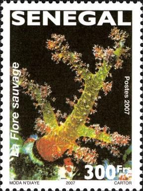 Wild flora