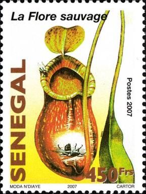 Nepenthes rafflesiana