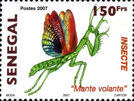 Mantis (Mantis sp.)