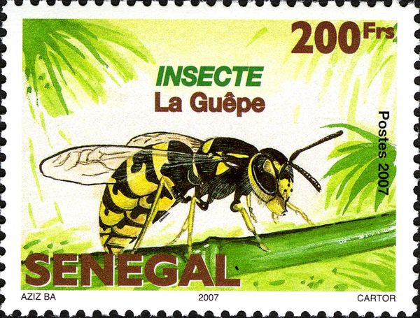 Wasp