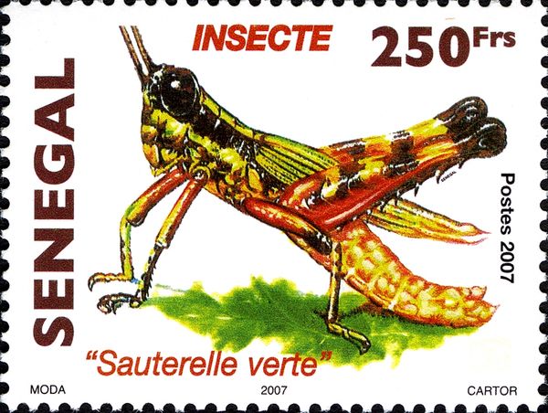 Grasshopper