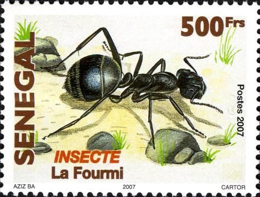Ant