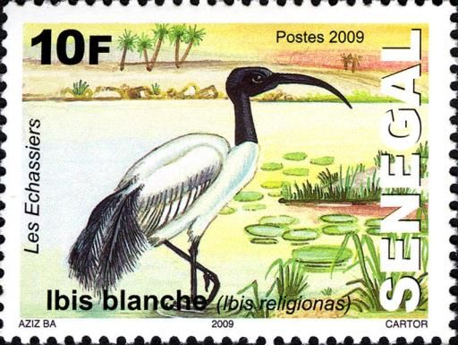 African Sacred Ibis (Threskiornis aethiopicus)