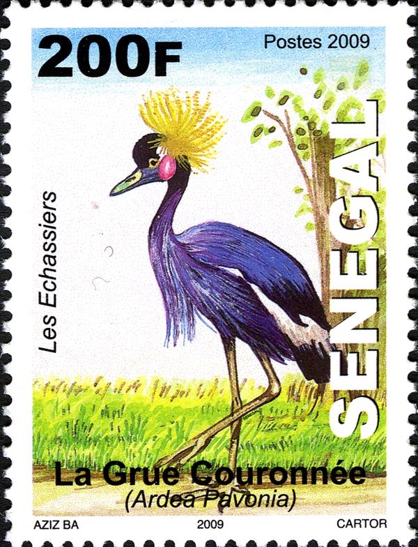 Black Crowned Crane (Balearica pavonina)