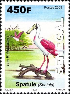 Roseate Spoonbill (Platalea ajaja)