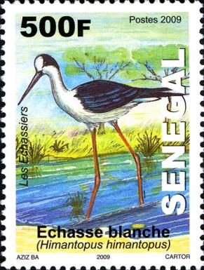 Black-winged Stilt (Himantopus himantopus)