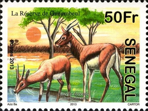 Dorcas Gazelle (Gazelle dorcas)