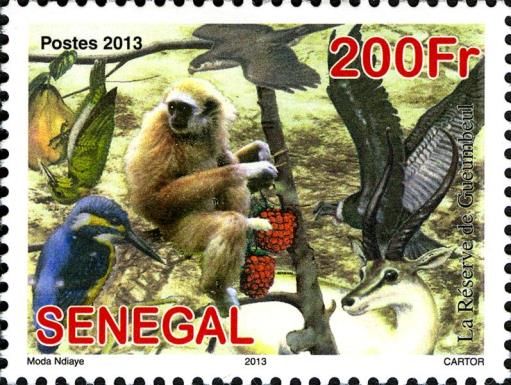 Green Monkey (Chlorocebus sabaeus), Bird, Gazelle
