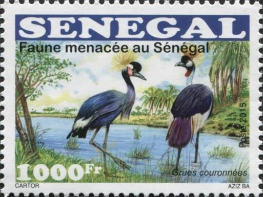 Black Crowned Crane (Balearica pavonina)