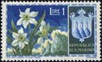 Narcissus