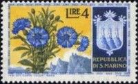 Cornflower