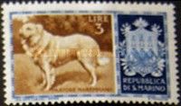 Maremma Sheepdog (Canis lupus familiaris)