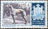 Greyhound (Canis lupus familiaris)