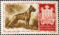 German Boxer (Canis lupus familiaris)