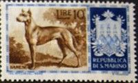 Great Dane (Canis lupus familiaris)