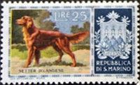 Irish Setter (Canis lupus familiaris)