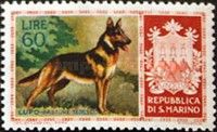 German Shepherd (Canis lupus familiaris)