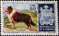Collie (Canis lupus familiaris)