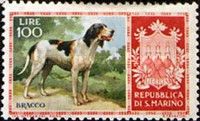 Bracke (Canis lupus familiaris)