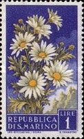 Daisies