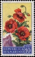 Poppy