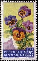 Pansies