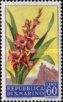 Gladiolus