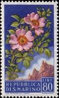 Wild roses