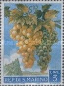 Bunch of Grapes (Vitis vinifera)
