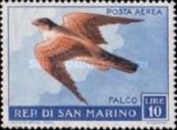 Common Kestrel (Falco tinnunculus)