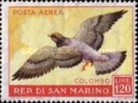 Rock Dove (Columba livia)