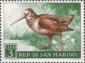 Eurasian Woodcock (Scolopax rusticola)