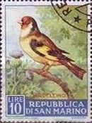 European Goldfinch (Carduelis carduelis)