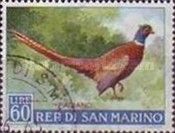 Common Pheasant (Phasianus colchicus) 