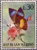 Obrina Olivewing (Nessaea obrinus)