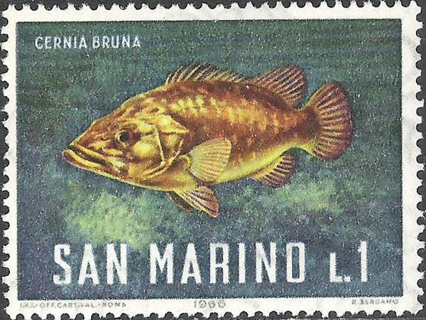 Dusky Grouper (Epinephelus marginatus)